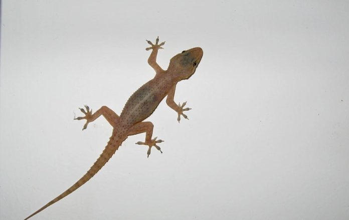 أسرع-طريقة-للتخلص-من-البرص-دون-استخدام-المبيدات-الحشرية