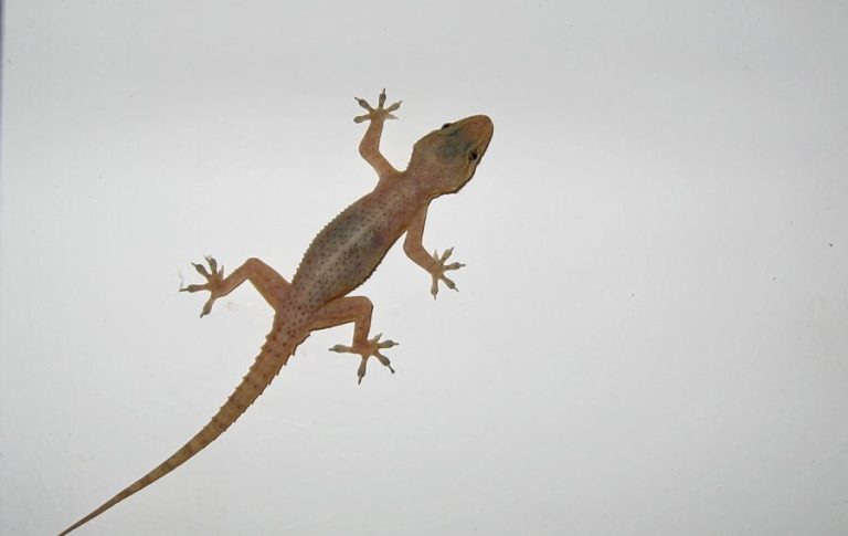 أسرع طريقة للتخلص من البرص دون استخدام المبيدات الحشرية أسرع طريقة للتخلص من البرص دون استخدام المبيدات الحشرية