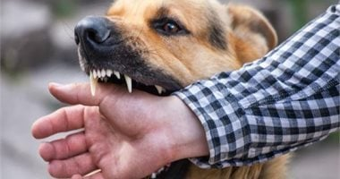هل يمكن انتقال عدوى داء الكلب عن طريق لعاب حيوان أليف؟