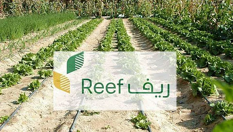 “ريف السعودية” يعلن عن نجاح التجربة الأولية لخط غسيل فاكهة التين الشوكي “البرشومي” “ريف السعودية” يعلن عن نجاح التجربة الأولية لخط غسيل فاكهة التين الشوكي “البرشومي”